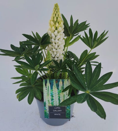 x1 Lupin Legendary White 19cm/3Ltr