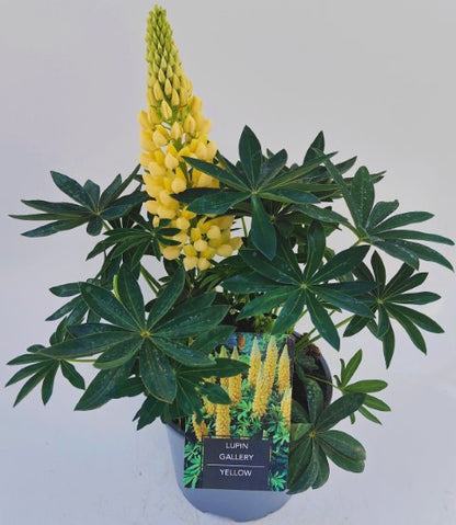 x1 Lupin Legendary Yellow 19cm/3Ltr