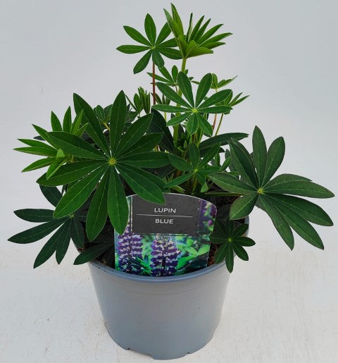 x1 Lupin Legendary Blue 19cm/3Ltr