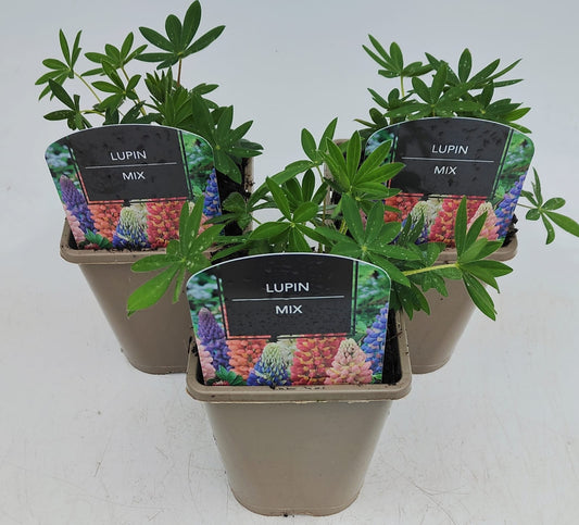 x2 Lupin Gallery Mix 13cm/1 Litre