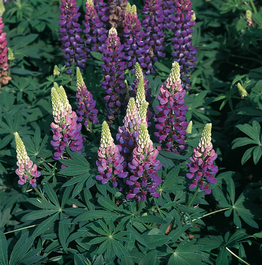 x1 Lupin Legendary Blue 19cm/3Ltr
