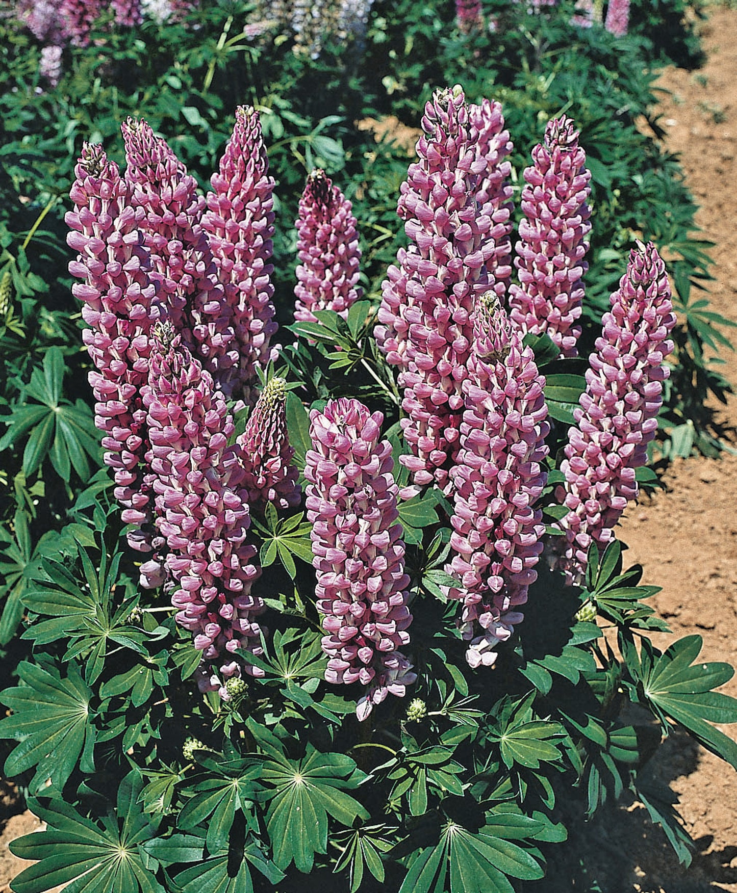 x1 Lupin Legendary Pink 19cm/3Ltr
