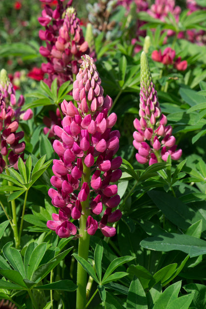 x1 Lupin Legendary Red 19cm/3Ltr