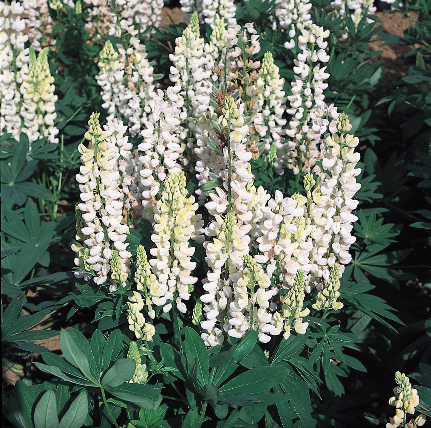 x1 Lupin Legendary White 19cm/3Ltr