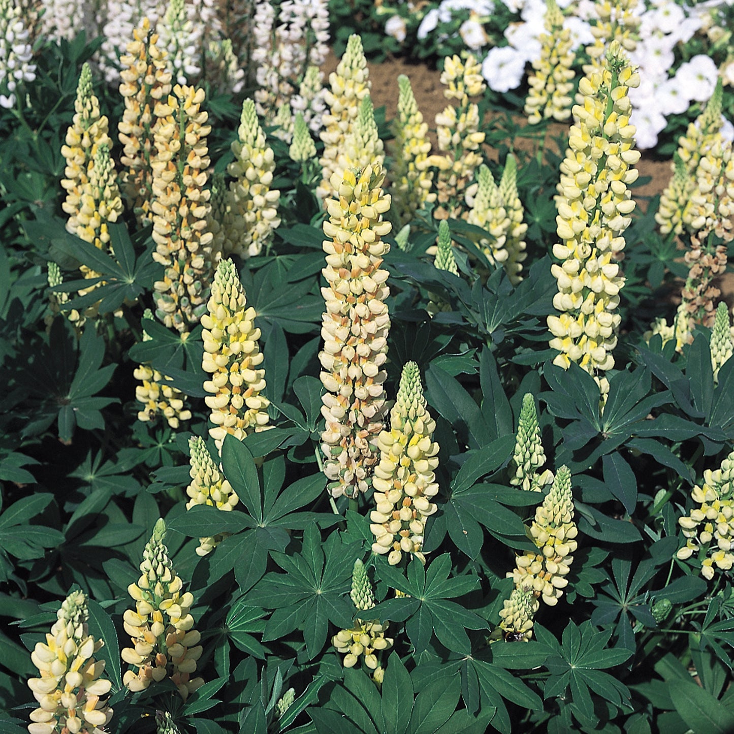 x1 Lupin Legendary Yellow 19cm/3Ltr