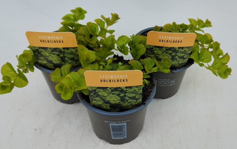x3 Lysimachia Goldilocks 10.5cm/9cm