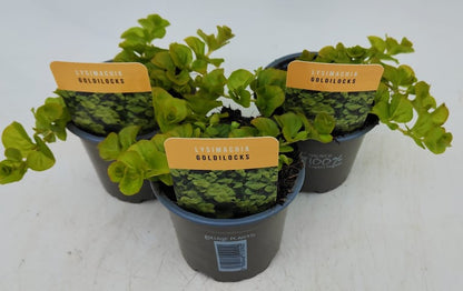 x3 Lysimachia Goldilocks 10.5cm/9cm