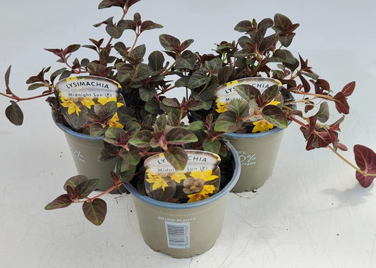 x3 Lysimachia Midnight Sun 10.5cm/9cm