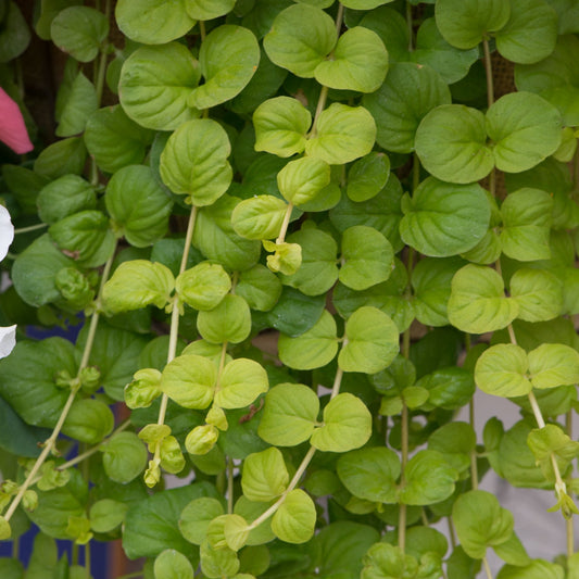 x3 Lysimachia Goldilocks 10.5cm/9cm