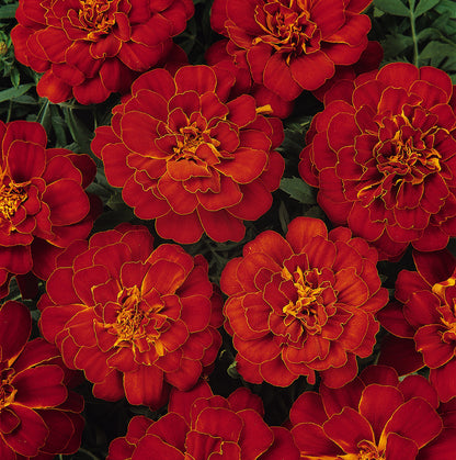 x10 Marigold Bonanza Red - XL Plug Plants