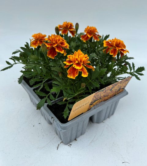 x10 Marigold Bonanza Bee - XL Plug Plants