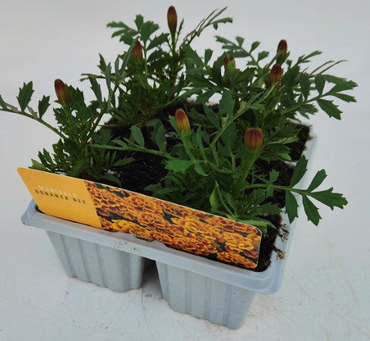 x10 Marigold Bonanza Bee - XL Plug Plants