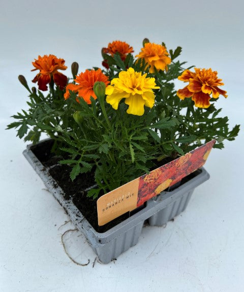 x10 Marigold Bonanza Mix - XL Plug Plants
