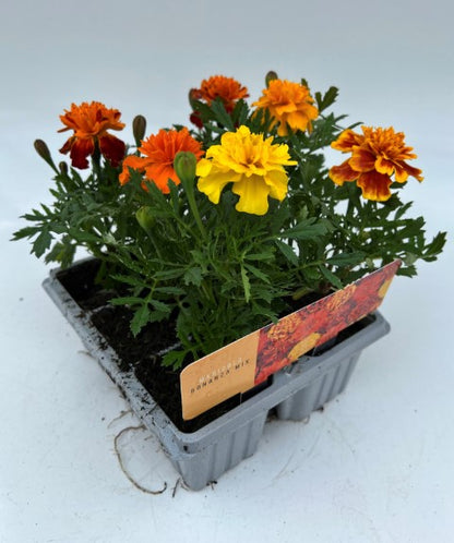 x10 Marigold Bonanza Mix - XL Plug Plants