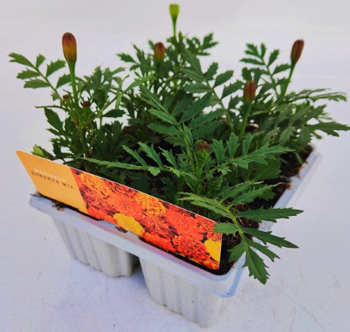 x10 Marigold Bonanza Mix - XL Plug Plants