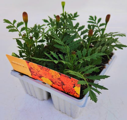 x10 Marigold Bonanza Mix - XL Plug Plants