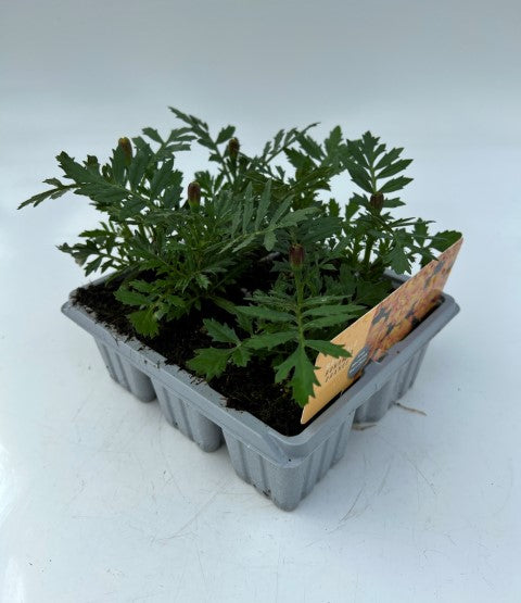 x10 Marigold Bonanza Orange - XL Plug Plants
