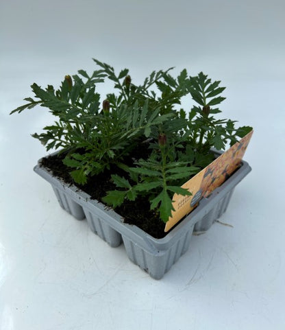 x10 Marigold Bonanza Orange - XL Plug Plants
