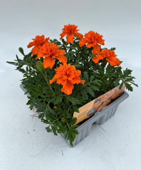 x10 Marigold Bonanza Orange - XL Plug Plants