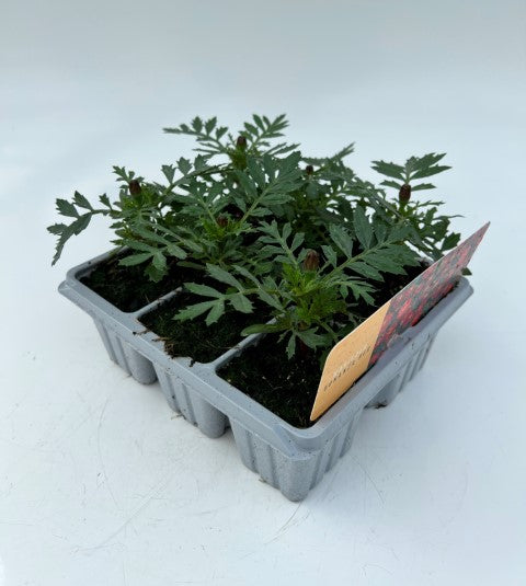 x10 Marigold Bonanza Red - XL Plug Plants