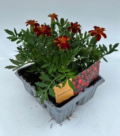 x10 Marigold Bonanza Red - XL Plug Plants
