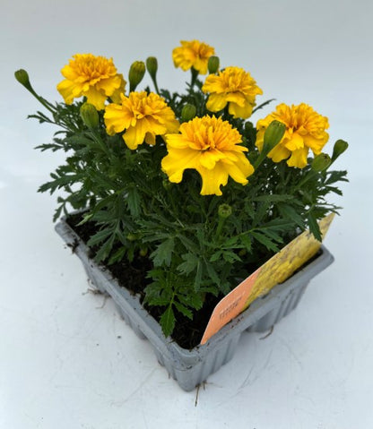 x10 Marigold Bonanza Yellow - XL Plug Plants