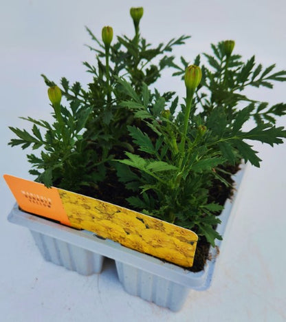 x10 Marigold Bonanza Yellow - XL Plug Plants