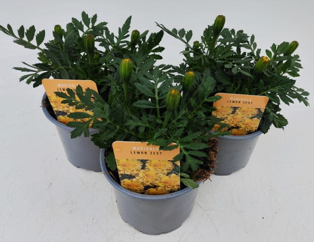 x2 Marigold Lemon Zest 13cm/1Litre