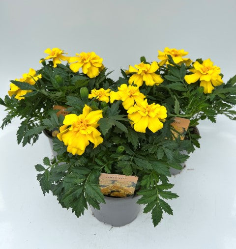 x2 Marigold Lemon Zest 13cm/1Litre