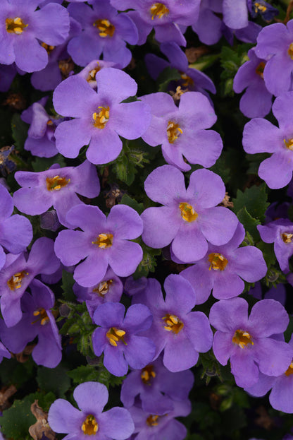 x3 Bacopa Megacopa Blue 10.5cm/9cm