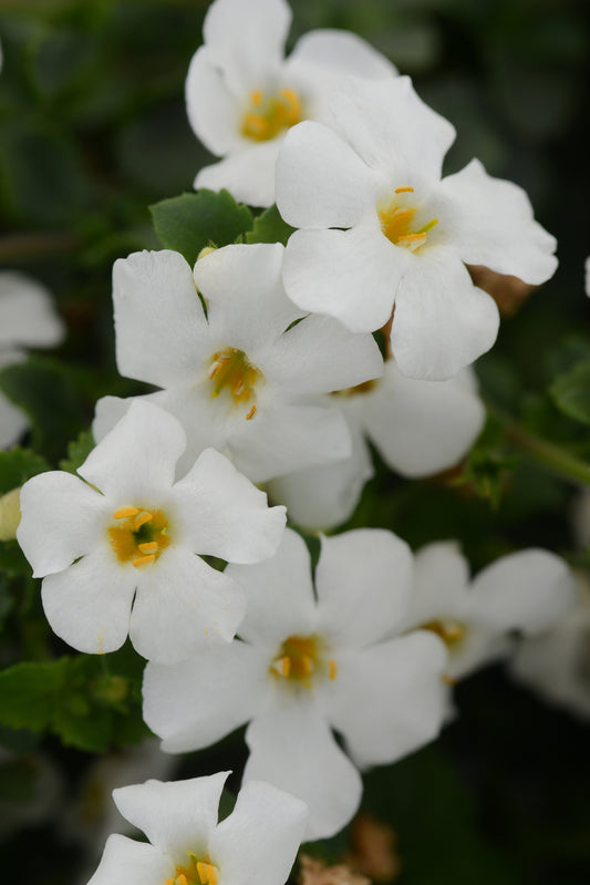 x3 Bacopa Megacopa White 10.5cm/9cm