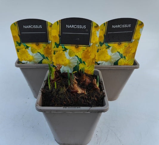 x2 Narcissus Daffodil Mix Plants 13cm/1Litre