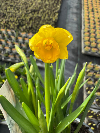 x3 Narcissus Daffodil Tete a Tete 10.5cm/9cm