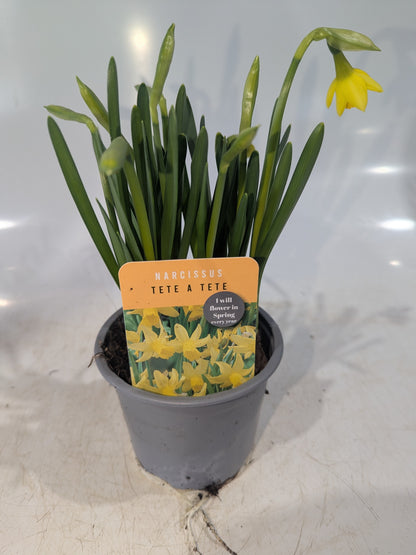 x3 Narcissus Daffodil Tete a Tete 10.5cm/9cm