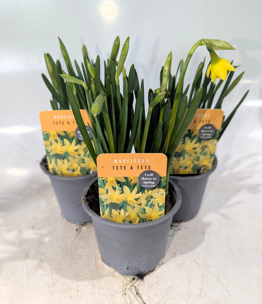 x3 Narcissus Daffodil Tete a Tete 10.5cm/9cm