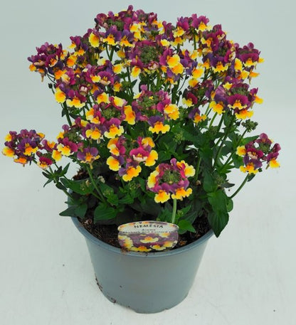 x1 Nemesia Rhubarb & Custard 19cm/3Ltr