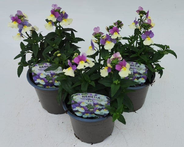 x3 Nemesia Lady Kate 10.5cm/9cm