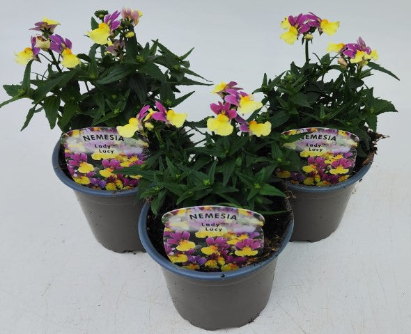 x3 Nemesia Lady Lucy 10.5cm/9cm