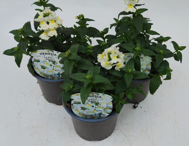 x3 Nemesia Lady Mary 10.5cm/9cm