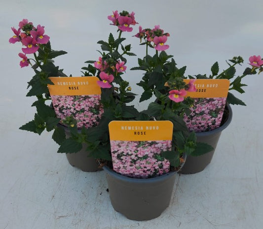 x3 Nemesia Nuvo Rose 10.5cm/9cm