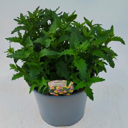 x1 Nemesia Sunmesia Banana Swirl 19cm/3Ltr