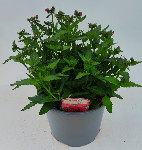 x1 Nemesia Sunmesia Dark Red 19cm/3Ltr