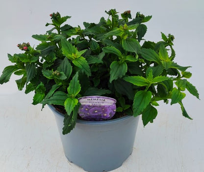 x1 Nemesia Sunmesia Denim 19cm/3Ltr