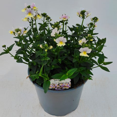 x1 Nemesia Easter Bonnet 19cm/3Ltr