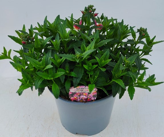 x1 Nemesia Sunmesia Tutti Frutti 19cm/3Ltr