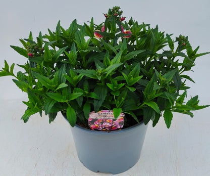 x1 Nemesia Sunmesia Tutti Frutti 19cm/3Ltr