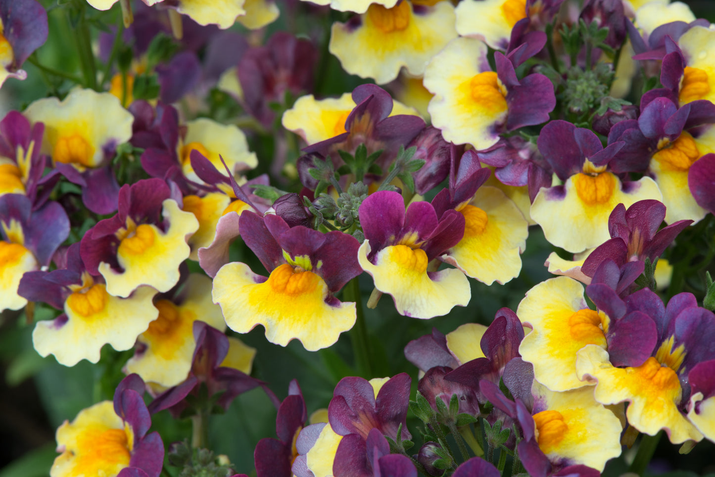 x1 Nemesia Rhubarb & Custard 19cm/3Ltr