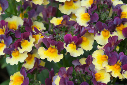 x1 Nemesia Rhubarb & Custard 19cm/3Ltr