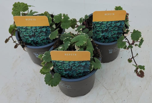 x3 Nepeta 10.5cm/9cm