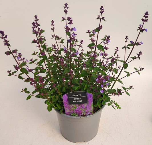 x1 Nepeta Kitten Around 19cm/3Ltr